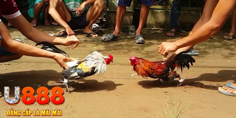 ku711 casino ĐĂNG KÝ